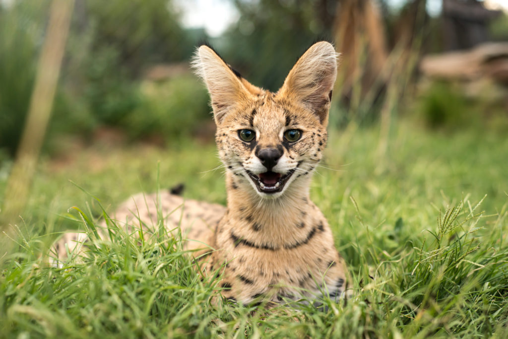 Serval jovem deitado na relva a olhar diretamente para a câmara