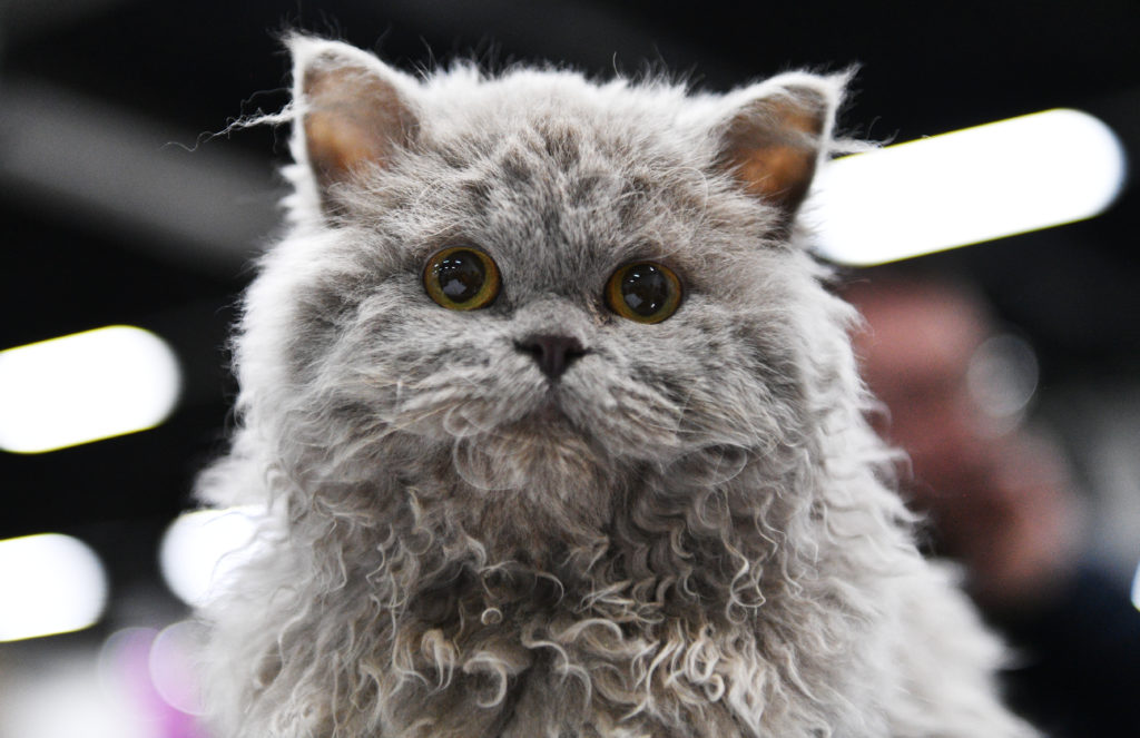 Selkirk Rex de pelo cinzento