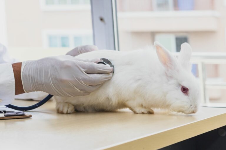 Coelho branco a ser examinado pelo veterinário. O timpanismo nos coelhos é uma doença grave que precisa de atenção médica imediata