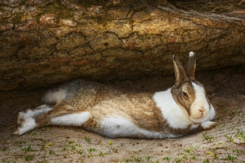 Coelho deitado de lado, é comum os coelhos com timpanismo ficarem nesta posição e darem pontapés com as patas.