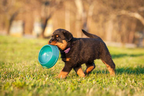 Alimentação_rottweiler_2