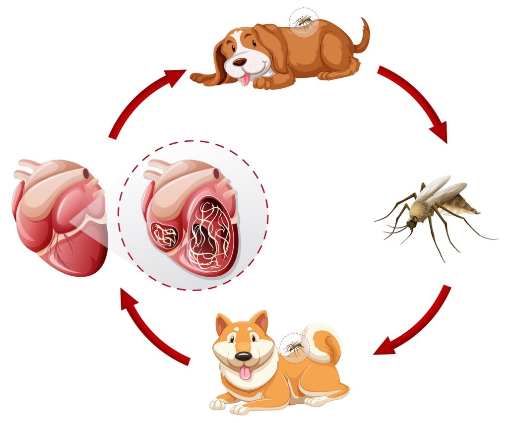 esquema do ciclo de vida do verme do coração nos cães