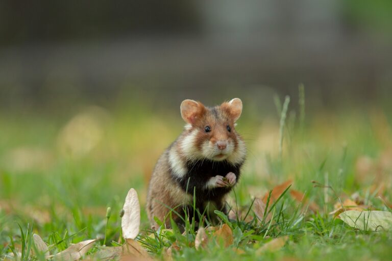 Hamster-comum em pé num campo de relva