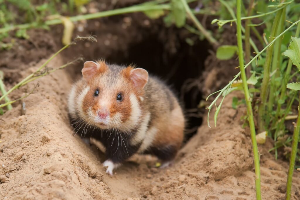 Feldhamster (Cricetus cricetus) Hamster-comum a sair da toca