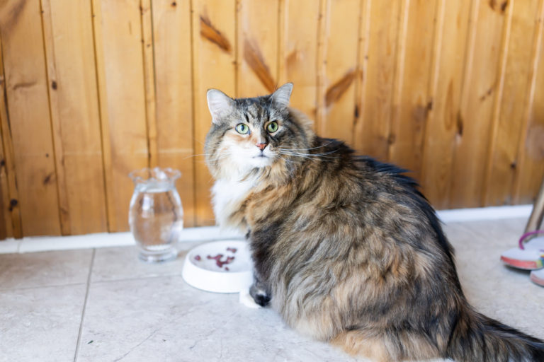 Alimentação dos Maine Coon: Maine Coon adulto junto do comedouro