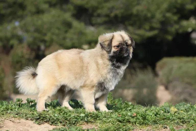 épagneul du Tibet de profil Spaniel do Tibete em pé num campo
