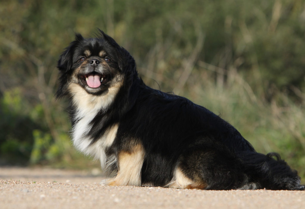 Spaniel do Tibete com pelo preto e castanho claro