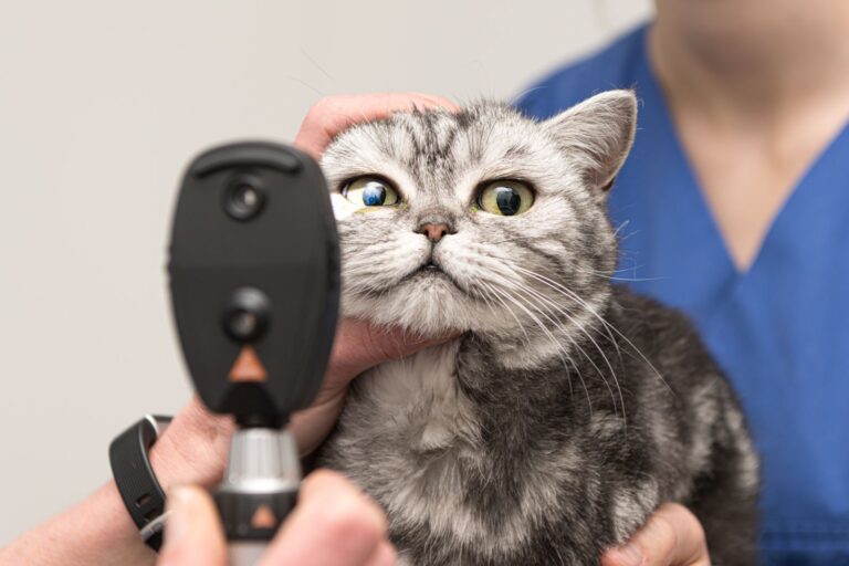 veterinário examina os olhos do gato