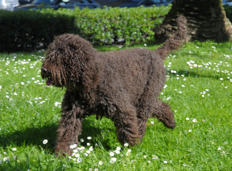 barbet_1 barbet_1