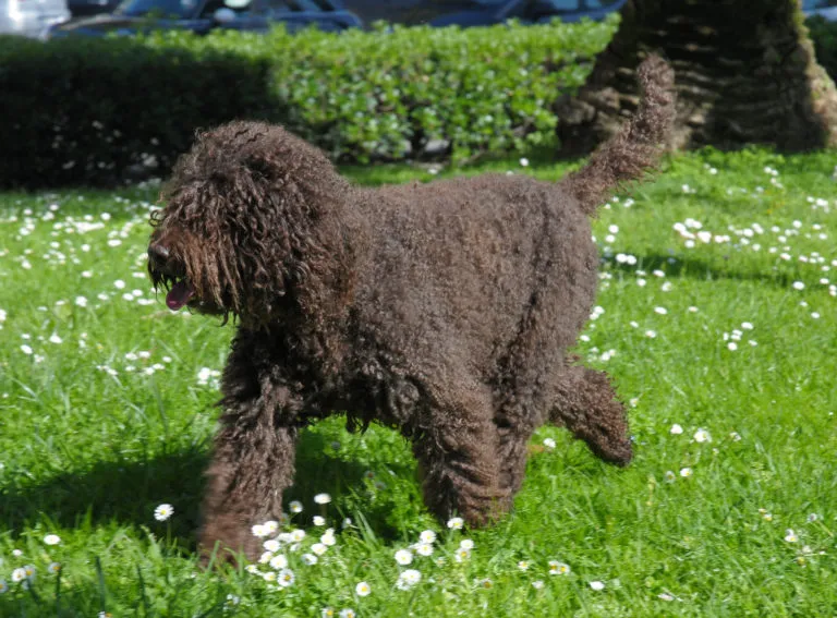 barbet_1 barbet_1