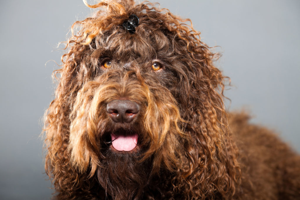 Focinho de um cão d'água francês