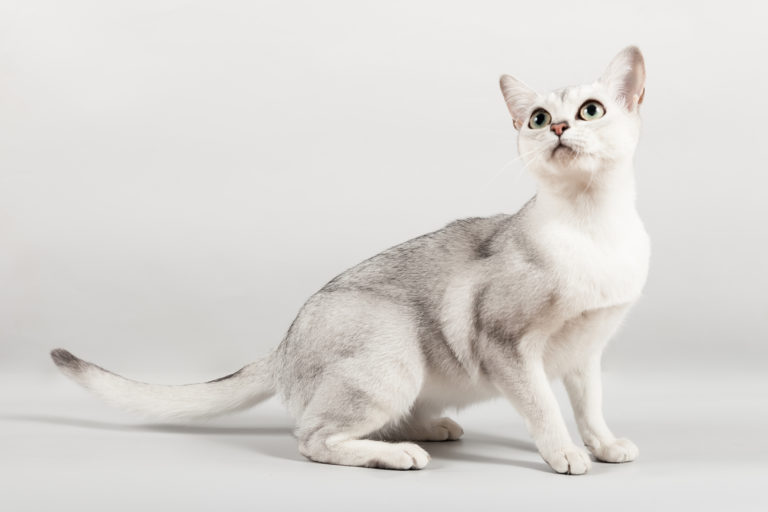 Gato burmilla adulto sentado com olhar atento sob fundo branco