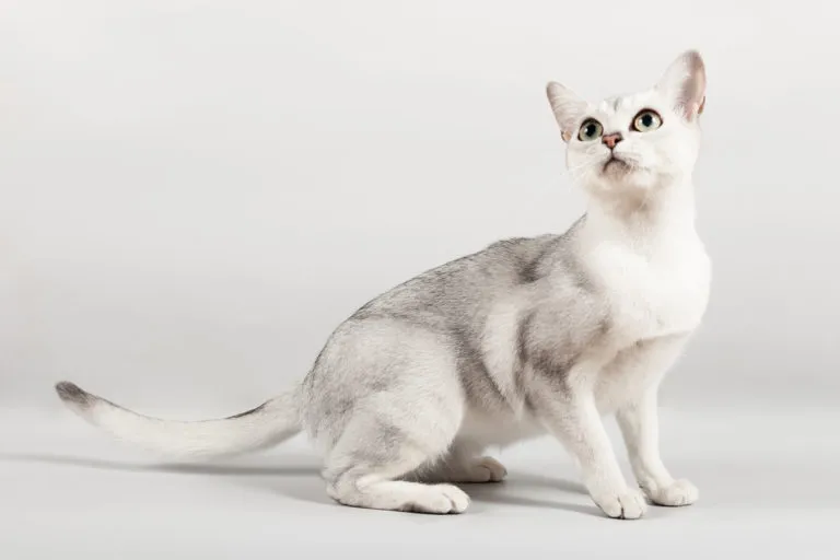 burmilla_1 Gato burmilla adulto sentado com olhar atento sob fundo branco