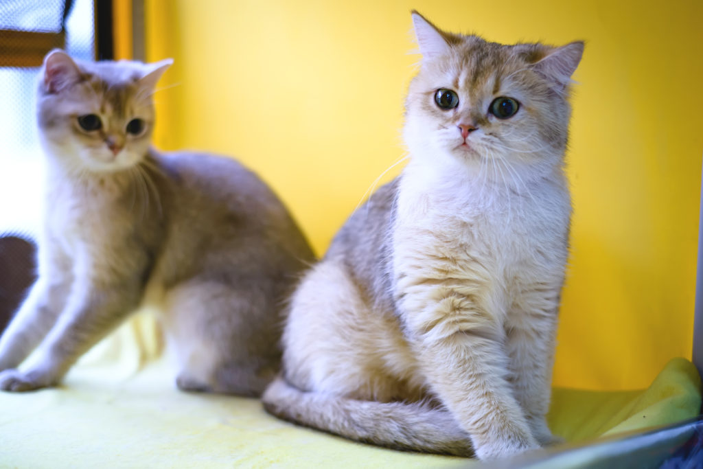 Dois gatinhos burmilla sentados