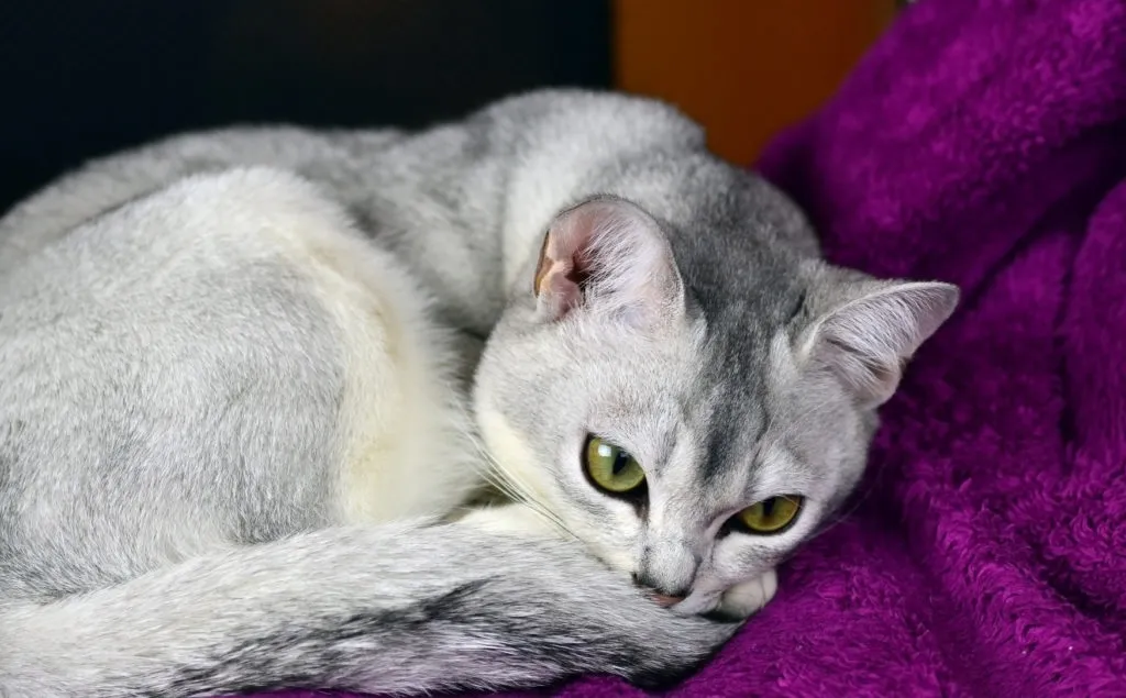 burmilla_3 Gato burmilla adulto enroscado no sofá