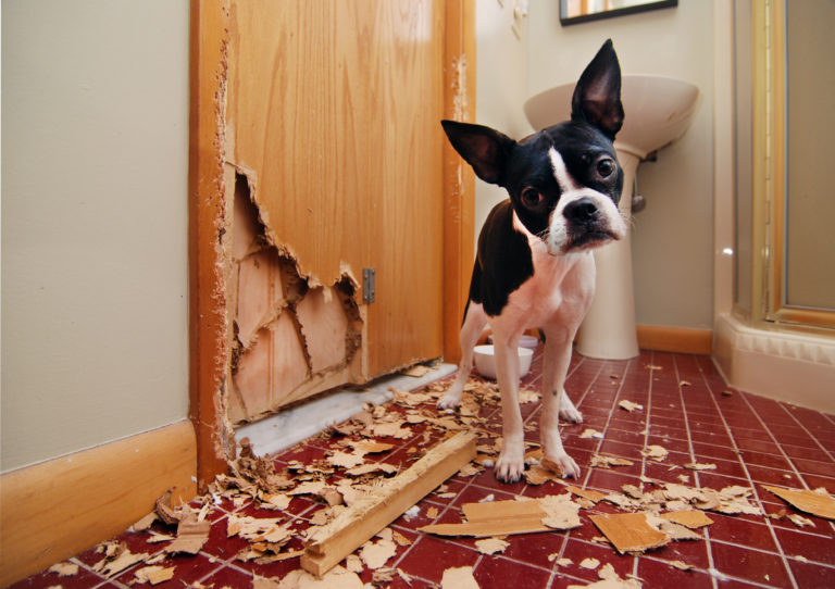 Cão ao lado de uma porta destruida.