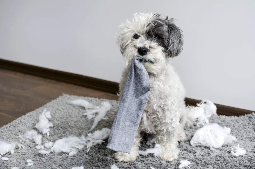 o meu cão destrói tudo: cão sentado no tapete com o recheio de uma almofada