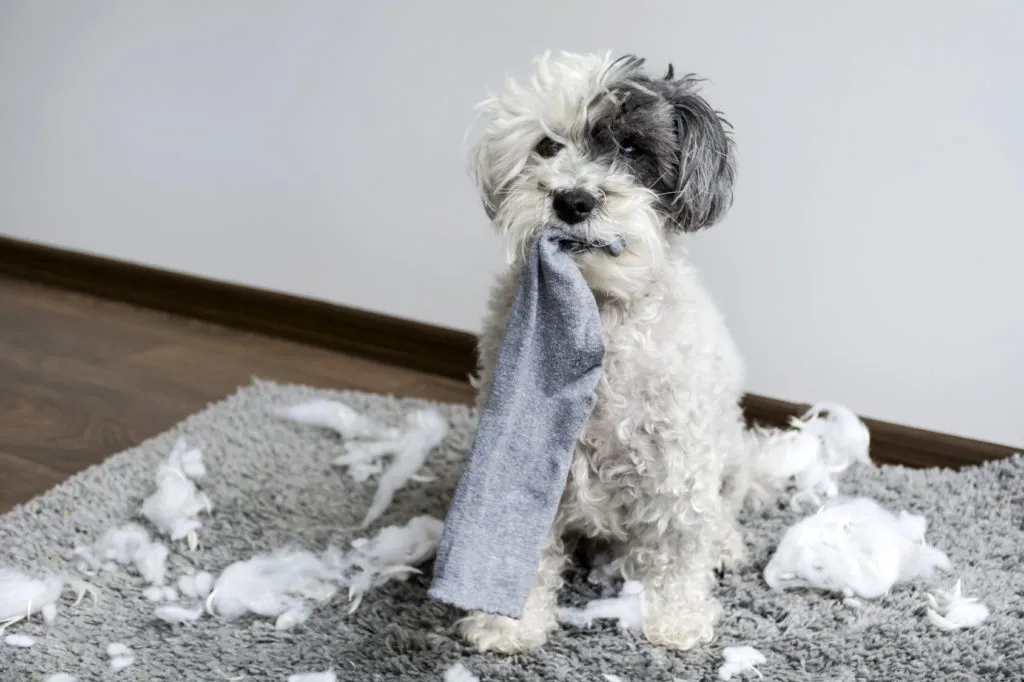 cão_destroi_2 o meu cão destrói tudo: cão sentado no tapete com o recheio de uma almofada