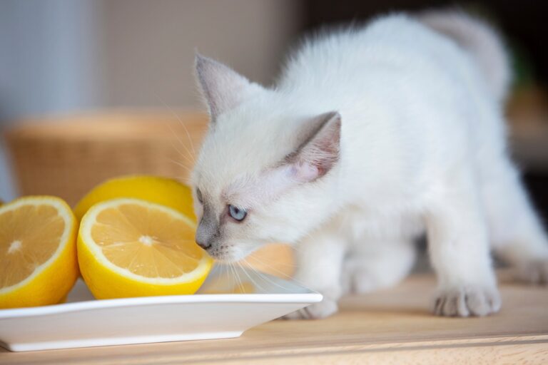 Kitten in a kitchen