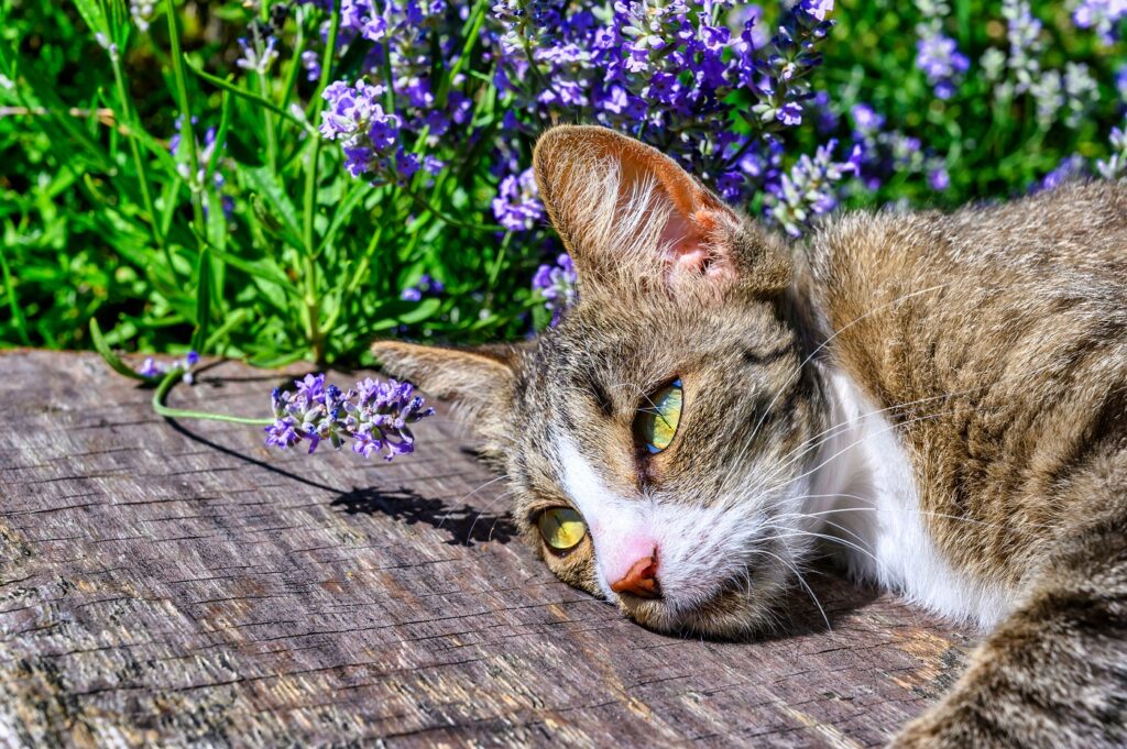 A young cat is lying on a wooden plank in the garden. Gato jovem deitado numa tábua de madeira junto de plantas