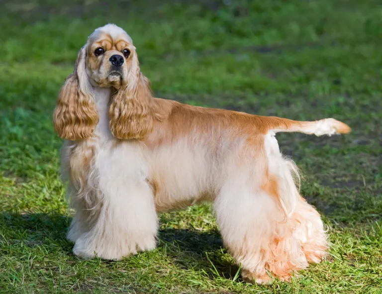 American cocker spaniel American cocker spaniel