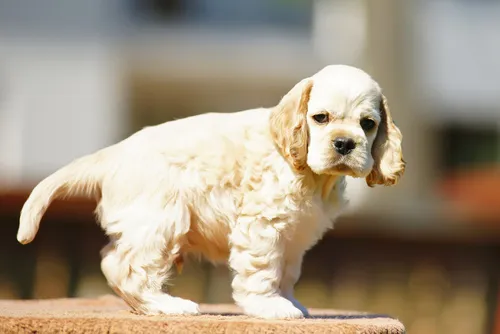 cocker_americano_2 Cocker spaniel americano cachorro bege em cima de uma mesa