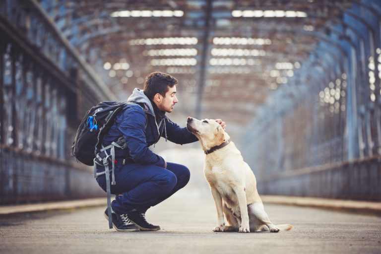 Man with his dog Férias com um cão: homem faz festas ao seu labrador retriever