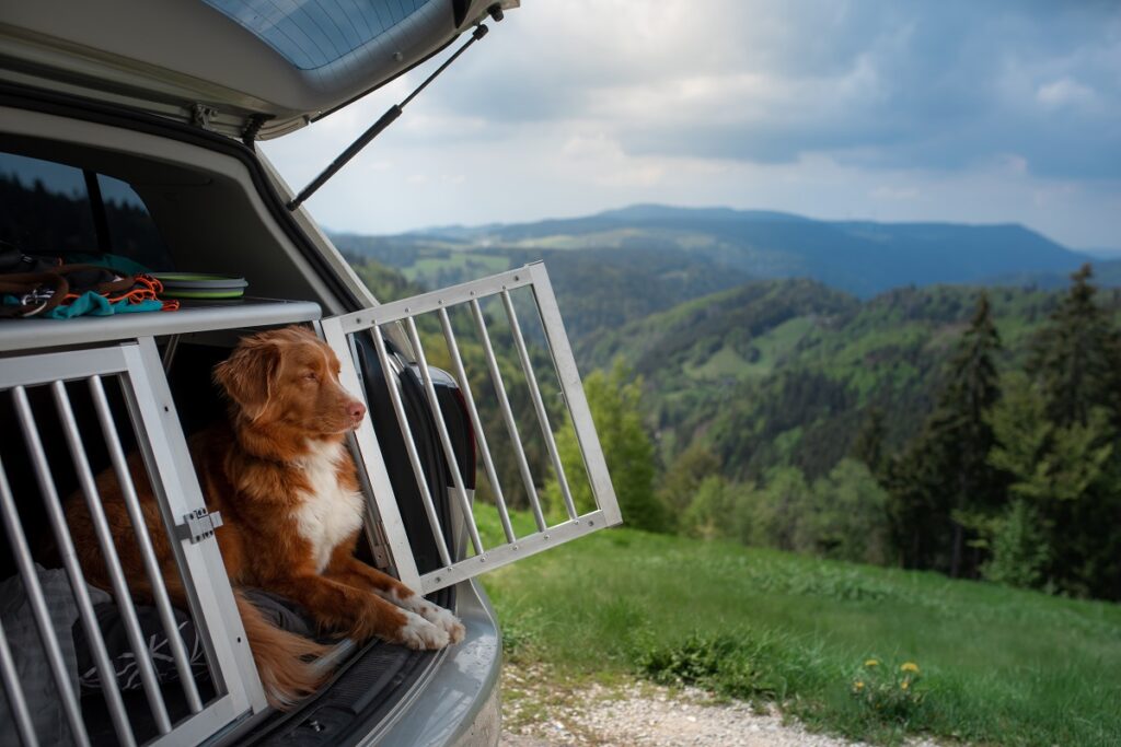 Férias com um cão: Cão numa box na bagageira do carro