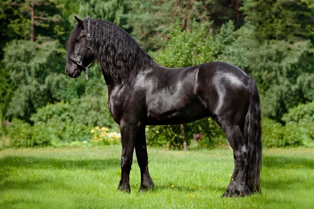cavalo frísio parado no campo