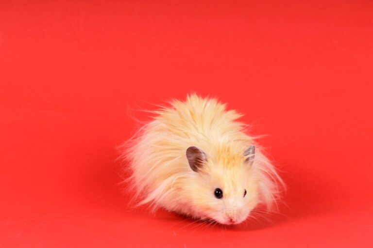 hamster teddy em fundo vermelho