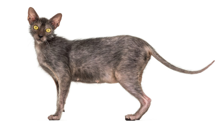 Gato lykoi em pé sob fundo branco