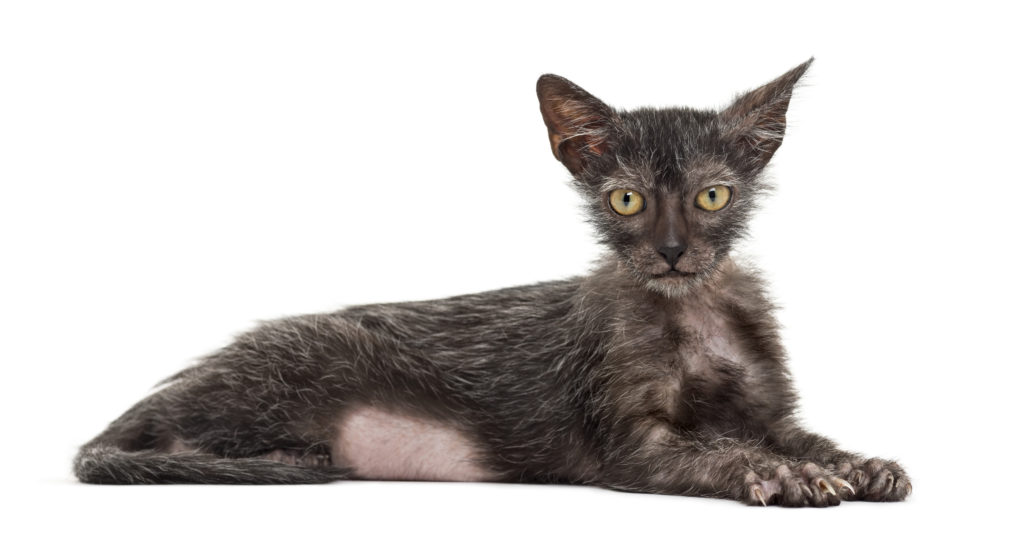 Gato lykoi deitado sob fundo branco