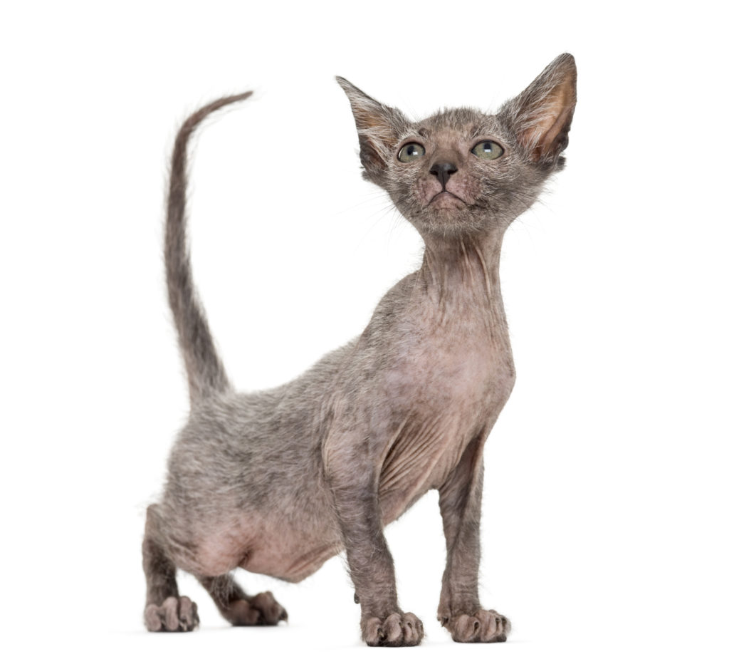 Gato lykoi a levantar-se sob fundo branco