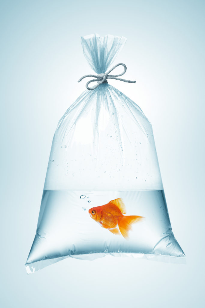Mudar de casa com um aquário: peixe dentro de saco de plástico