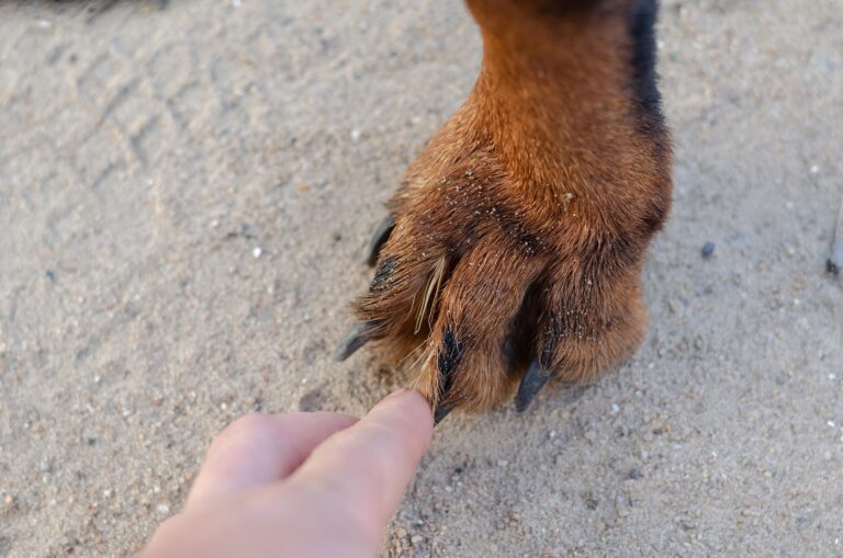 praganas entre os dedos da pata de um cão