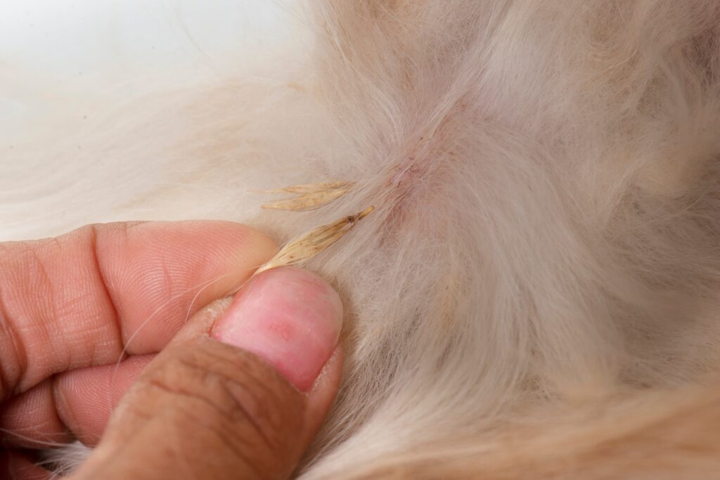 praganas no pelo do cão