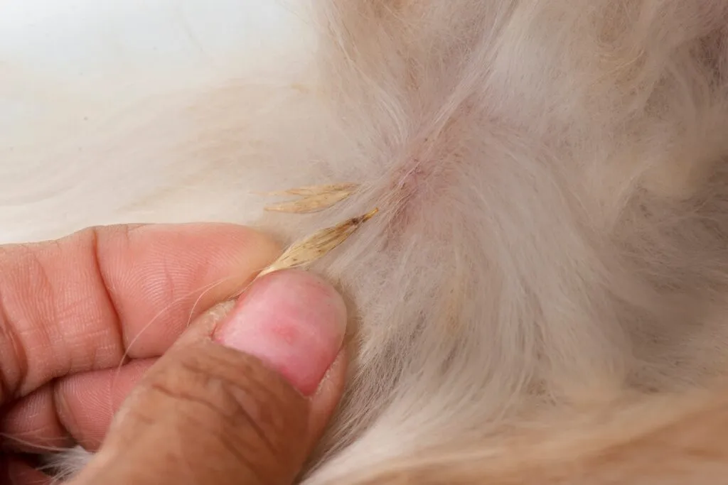 praganas em cães_2 praganas no pelo do cão