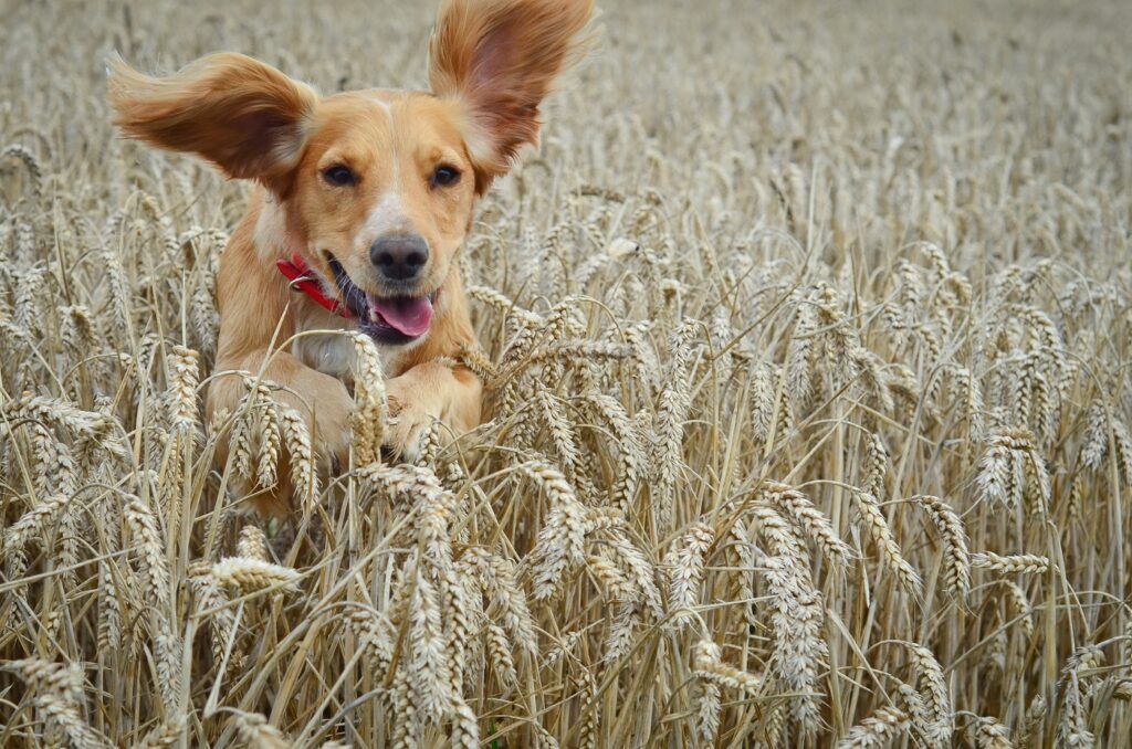 praganas nos cães_3 golden cocker spaniel a correr por um campo de trigo