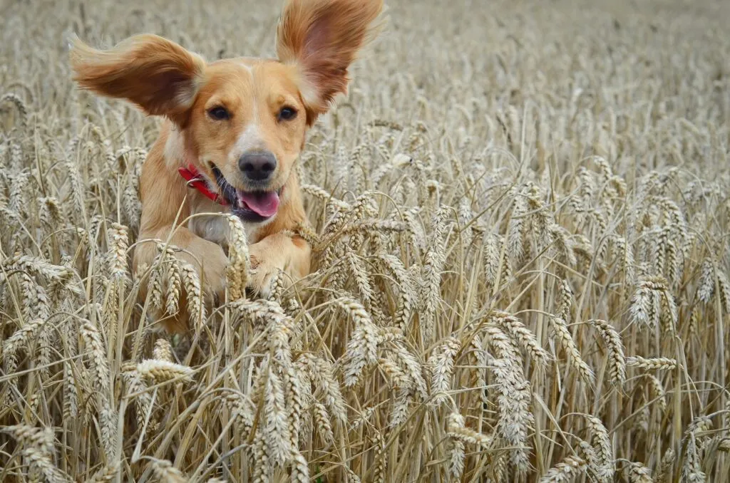 praganas nos cães_3 golden cocker spaniel a correr por um campo de trigo