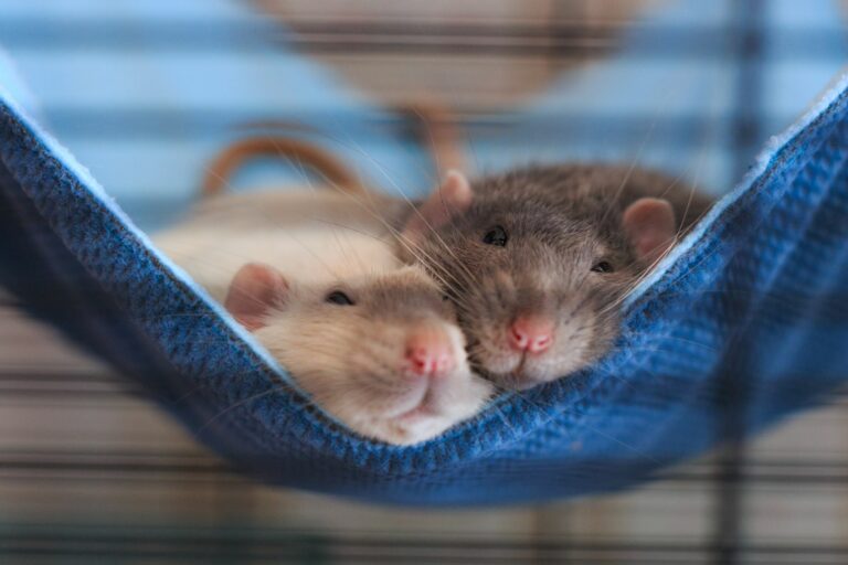 duas ratazanas domésticas a dormir em rede azul dentro de gaiola