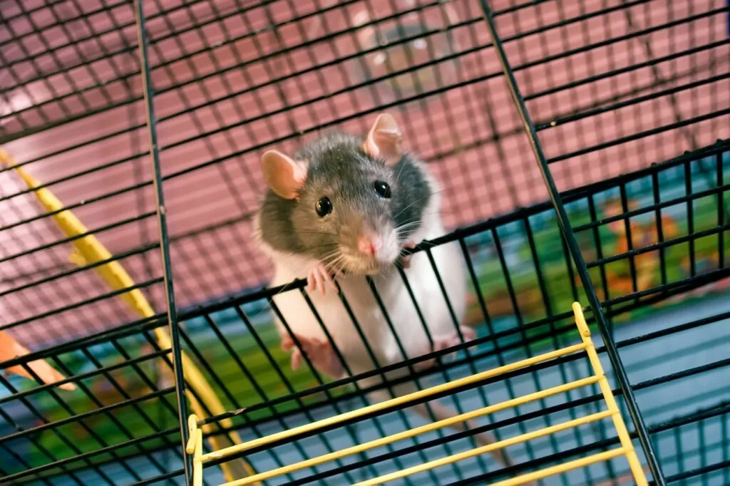 ratazanas domésticas_2 ratazana a trepar a gaiola