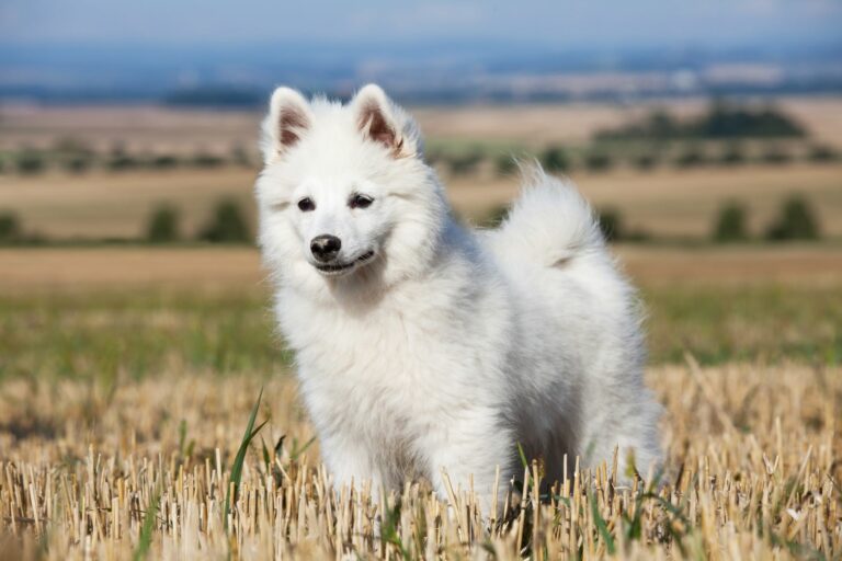 Spitz alemão grande branco em pé num campo