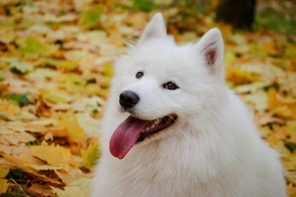 Spitz alemão grande branco num jardim