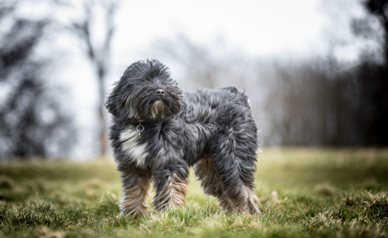 Terrier tibetano em pé num relvado