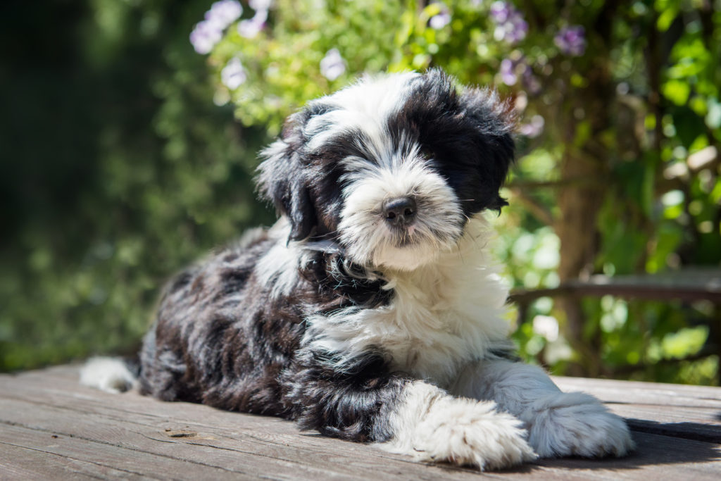 tibet-terrier_2