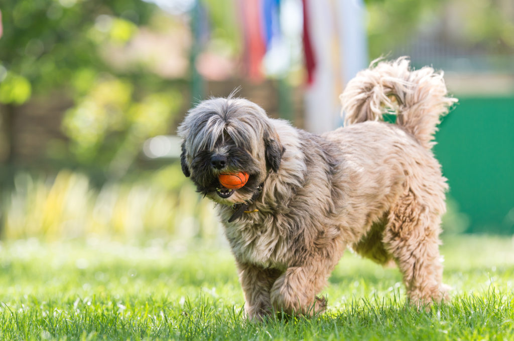 Terrier tibetano de pelo bege a andar num relvado com uma bola na boca