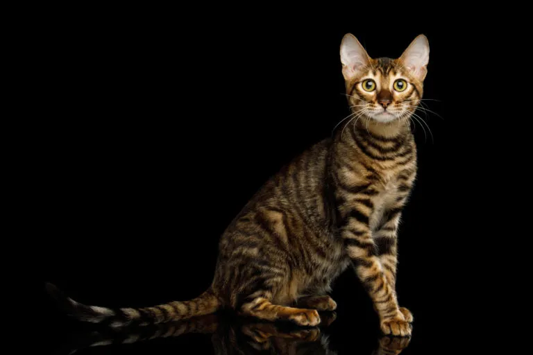 toyger_1 Gato toyger adulto sentado sob um fundo preto