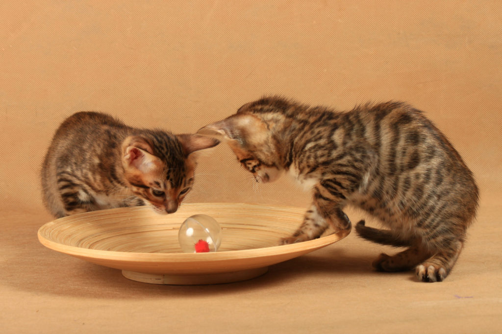 Dois gatinhos toyger a brincar com uma bola que está dentro de um prato