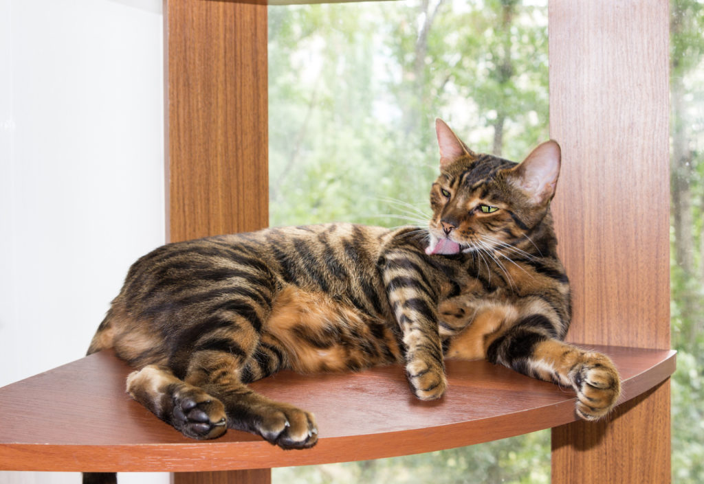 Gato toyger adulto deitado a lamber o pelo