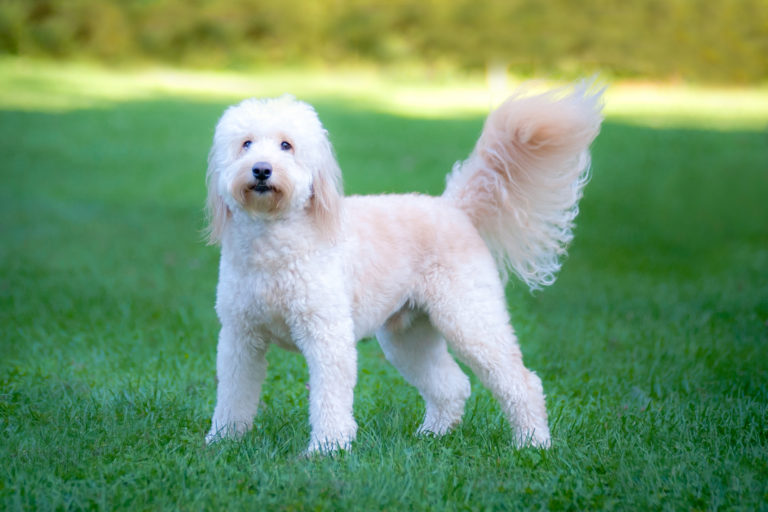 Goldendoodle adulto de pelo branco em pé na relva